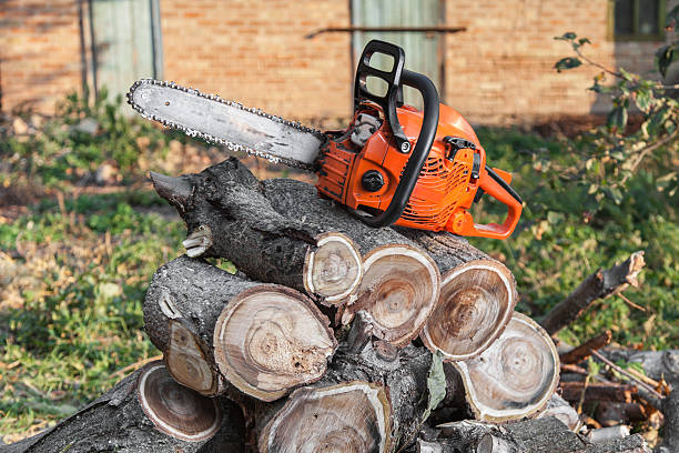 Reliable Elsmere, KY Tree Service Solutions